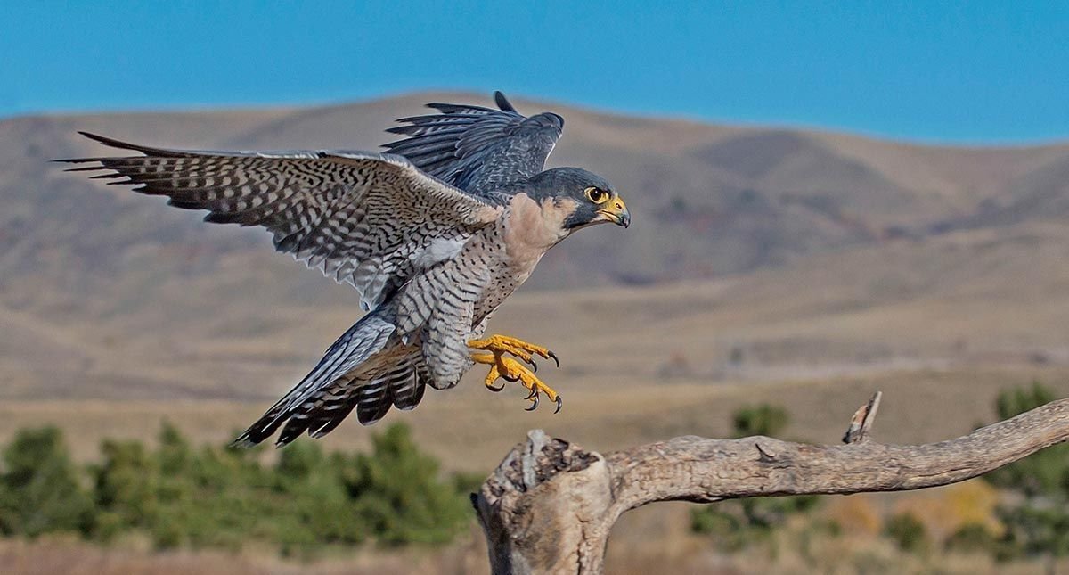 halcon