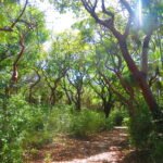 Bosque