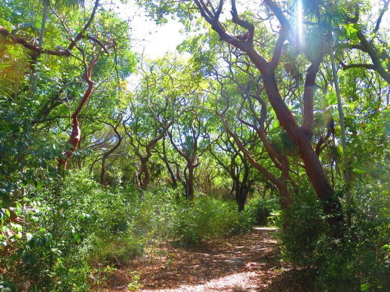 Bosque