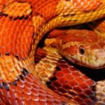 serpiente