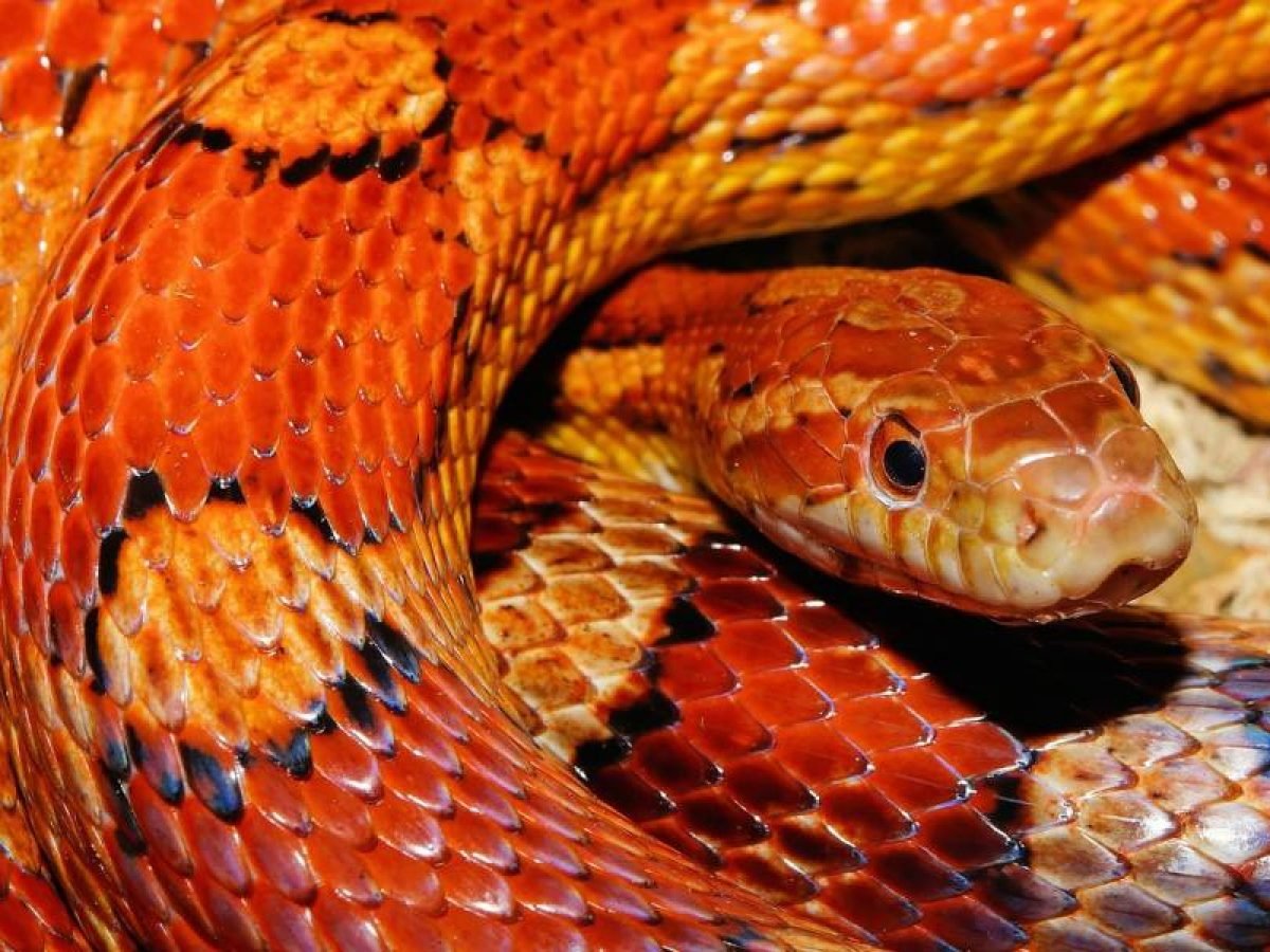 serpiente