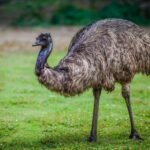 emu