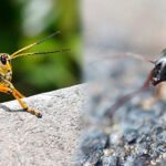 saltamontes y hormiga