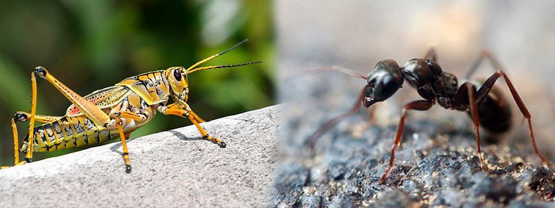saltamontes y hormiga