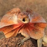 lagarto rojo