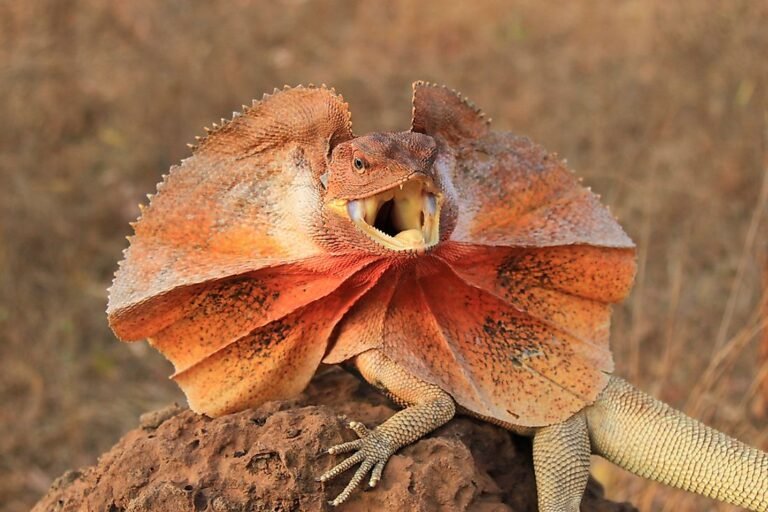 lagarto rojo