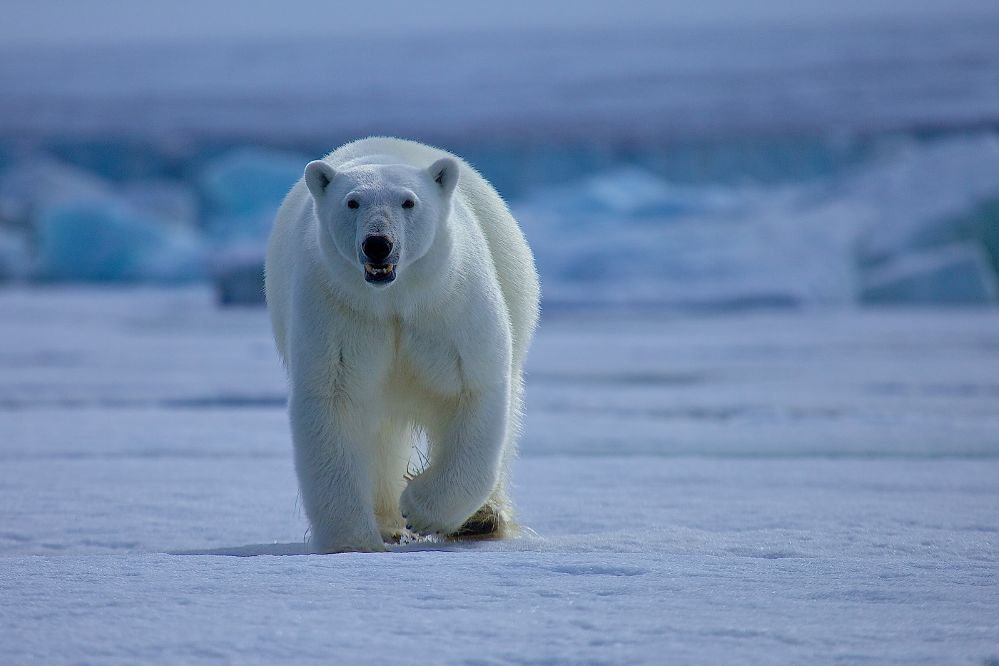 oso polar