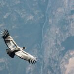condor