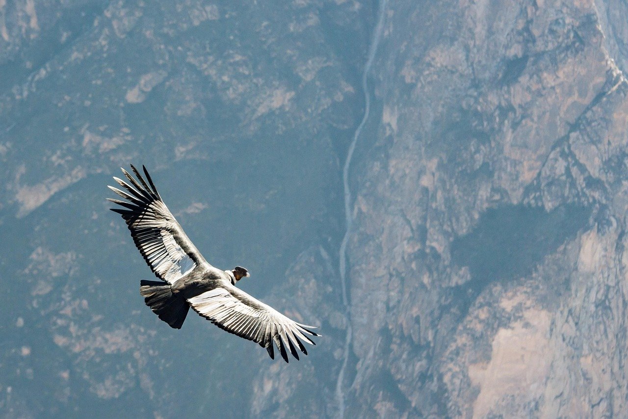condor