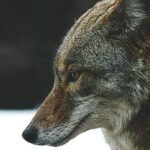 coyote