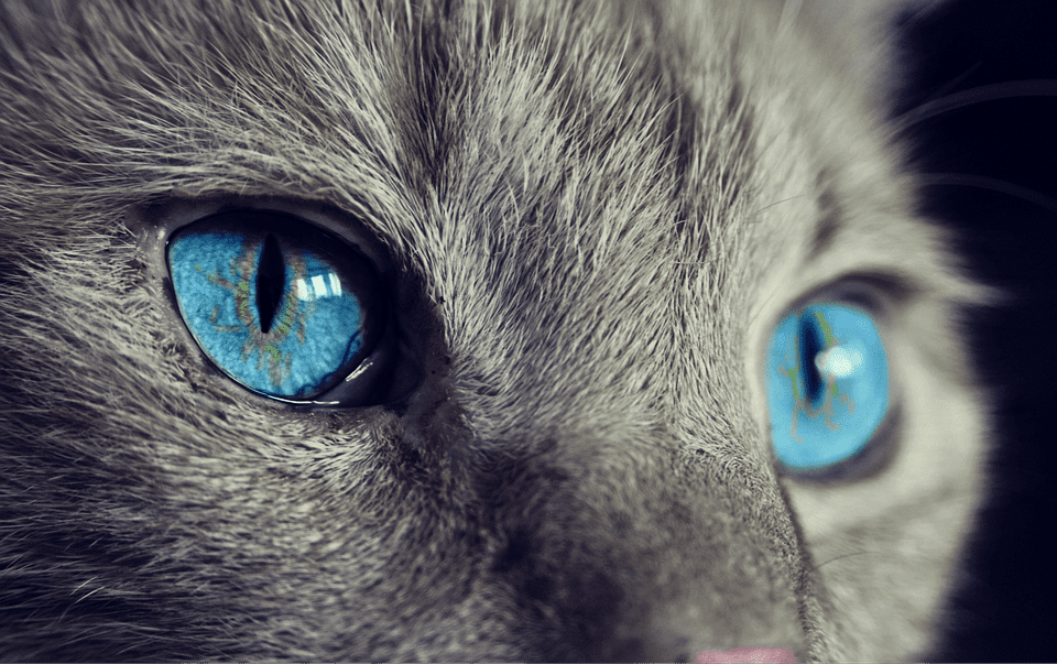 ojos de gato