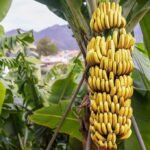 platano
