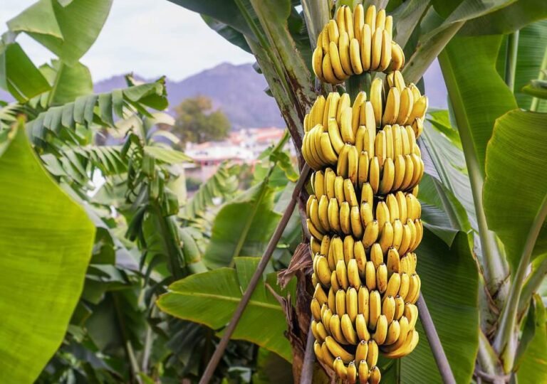 platano